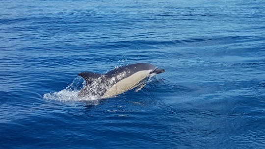 Viagens com golfinhos e observação de golfinhos em Benalmádena