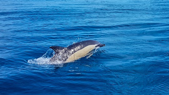 Dolphins Sightings Trips in Benalmádena