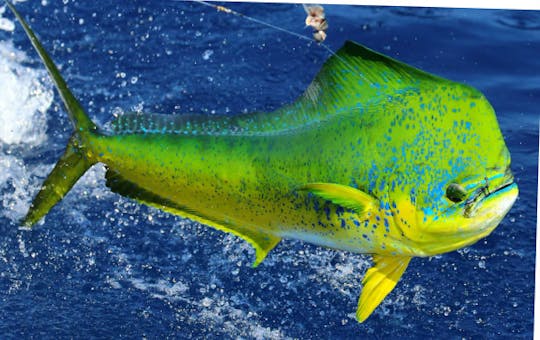 Sport Fishing Trip with Captain Daniel in Hawaii