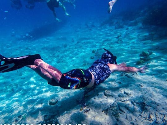 EXCURSIONES DE MEDIO DÍA - Natación privada con cerdos en Exuma