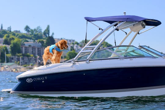 Dash the Lake in our Premium Cobalt Bowrider! Hassle-free refueling!