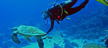 Plongée sous-marine à Kalpitiya