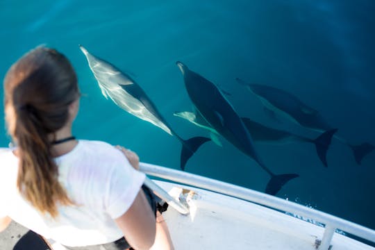 'Bay Explorer' Boat Scenic & Corporate Cruises in Tauranga