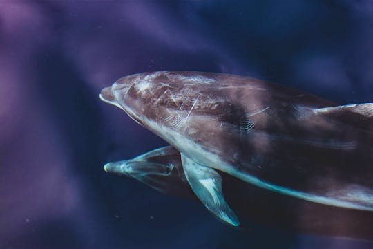 Dolphins Sightings Trips in Benalmádena