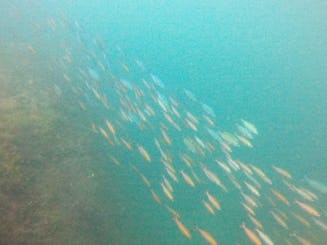 Plongée en apnée à Hikkaduwa, Sri Lanka