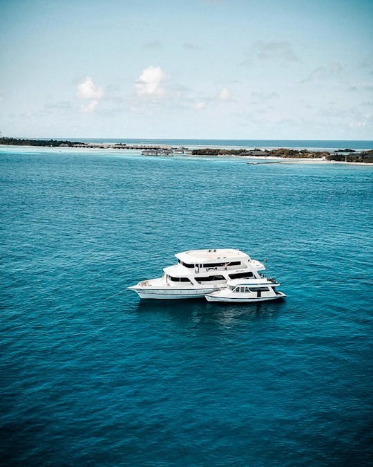 Bateau de croisière abordable : croisières privées pour le surf, la plongée et des voyages personnalisés