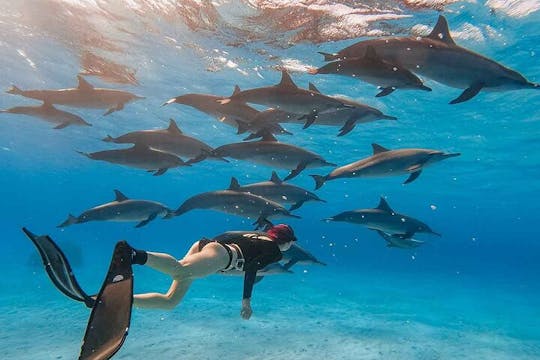 Nade con delfines en lancha rápida semiprivada y traslado - Hurghada