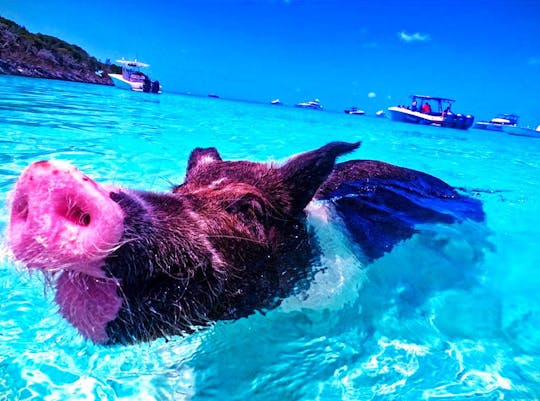 EXCURSIONES DE MEDIO DÍA - Natación privada con cerdos en Exuma