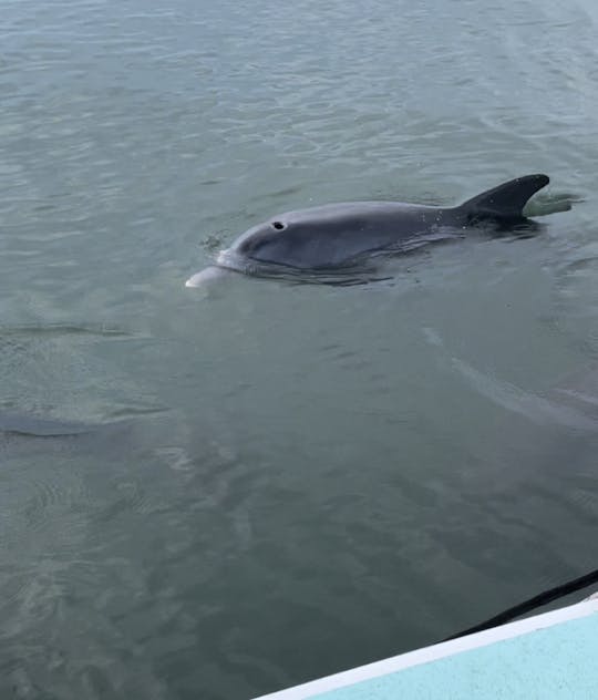 Dolphin Cruise | bateau à moteur Osprey | 2-3 heures | 150/h