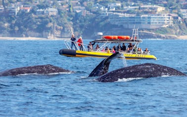 Aventures avec des dauphins et des baleines à Dana Point à bord d'une coque rigide gonflable rapide et amusante