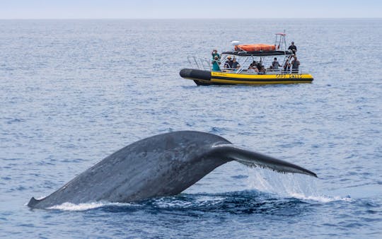 Dana Point Dolphin & Whale Adventures on Fast & Fun Rigid Hull Inflatable