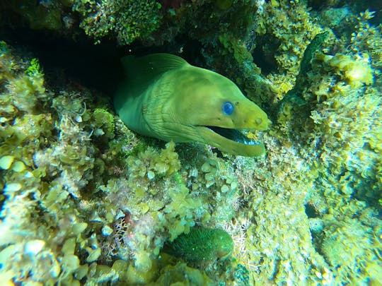 Alquiler privado personalizado, Stingray City, esnórquel en los arrecifes de coral, estrellas de mar de 34 pies