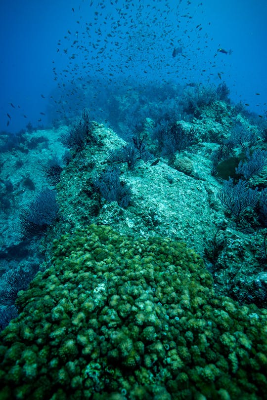 Mergulho com snorkel em San José del Cabo 