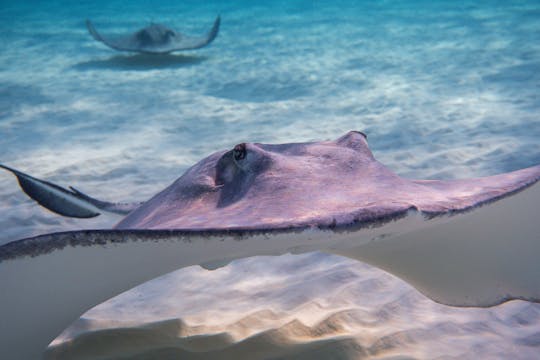 The Ultimate Stingray City Tour