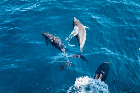 Dolphin and Whale Watching in Negombo, Sri Lanka