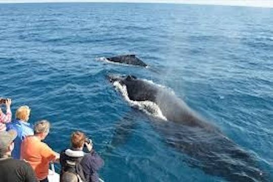 究極のアドベンチャー：トリンコマリーでのクジラとイルカのウォッチング遠征！