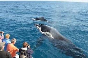 Ultimate Adventure: Whale and Dolphin Watching Expedition in Trincomalee!
