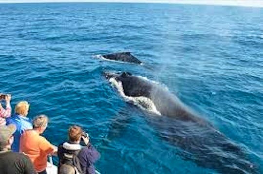 Whale Watching in Trincomalee
