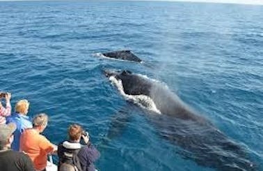 Whale Watching in Trincomalee
