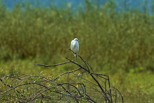 Lake Skadar Wilderness Boat Trip