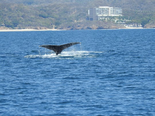 Explorez Puerto Vallarta à bord de notre yacht de luxe Beneteau Gran Turismo de 48 pieds