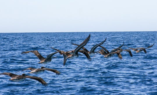 Rencontre avec la faune en bateau partagé à San Jose del Cabo