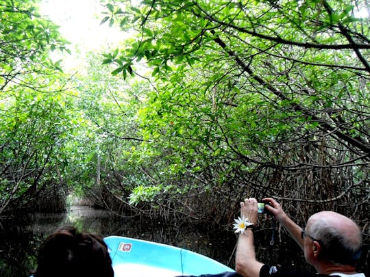 Mangrove Lagoon