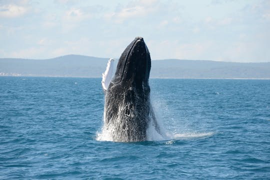 Whale Watching Adventure in Okinawa: Witness Nature's Spectacle