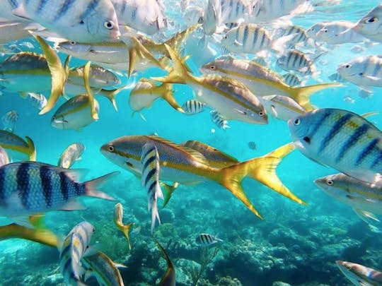 Snorkel at a tropical reef feed the swimming pigs have lunch at a floating bar 