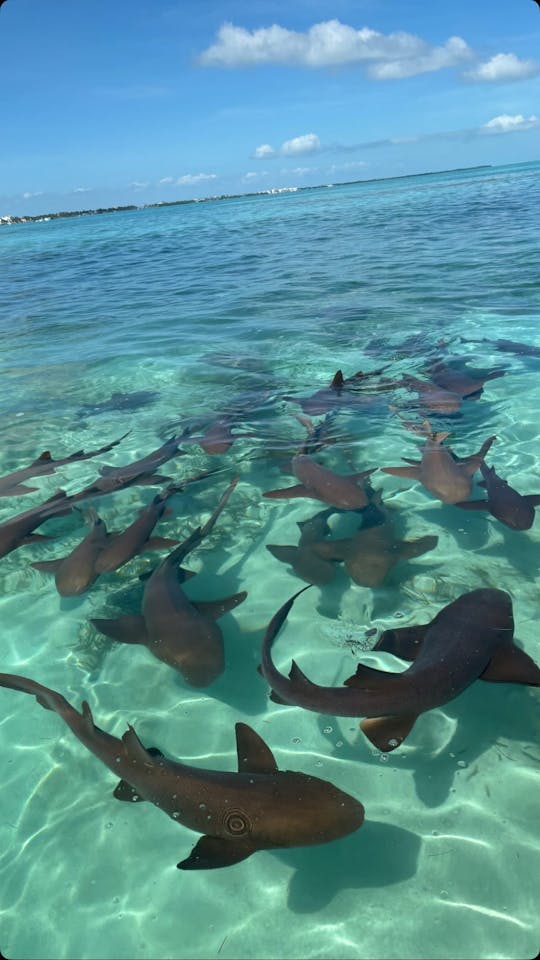 Visite de l'allée Hol Chan et Shark Ray au Belize