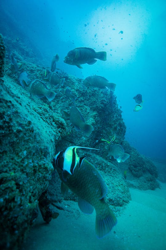 Mergulho com snorkel em San José del Cabo 