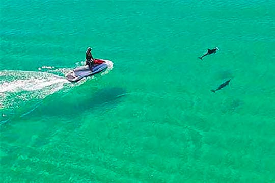 Jetski dolphin  adventure Curise  in Naples/Marco Island