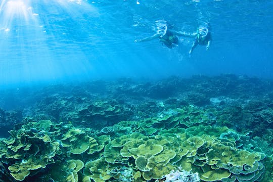 Practica snorkel y troll en el paraíso: chárter privado a Minnajima