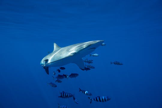 Swimming with Sharks San José del Cabo