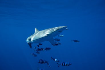 Swimming with Sharks San José del Cabo