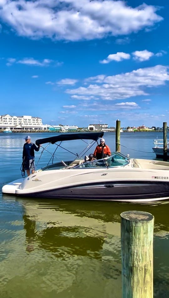Searay 260 Bowrider - Relax in Edgewater and Annapolis