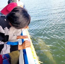 Excursão turística com golfinhos ao pôr do sol em Melbourne, Flórida