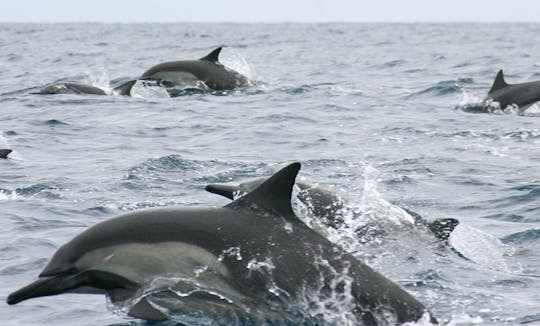 Rencontre avec la faune en bateau partagé à San Jose del Cabo