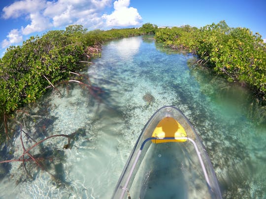 Excursión ecológica de 2 horas a Clear Kayak Mangrove Cay