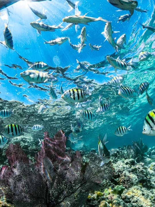 Two hour Feed the Swimming Pigs and Snorkel at a Tropical Reef and a Ship Wreck