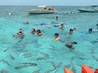 Hol Chan + Shark Ray Alley Tour in Belize