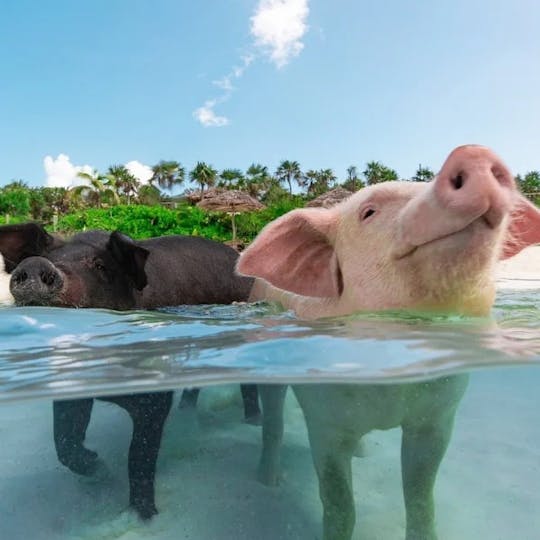 Rose island 4 islands tour , Swim with pigs , Turtles and Snorkel Coral Reefs 