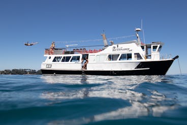 Croisières panoramiques et d'entreprise « Bay Explorer » en bateau à Tauranga