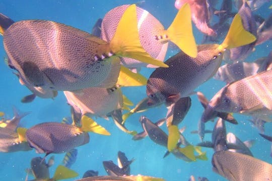 Experiencia de esnórquel de 4 horas en Cabo San Lucas
