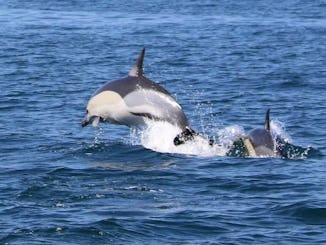 Dolphins Tour In Lagos