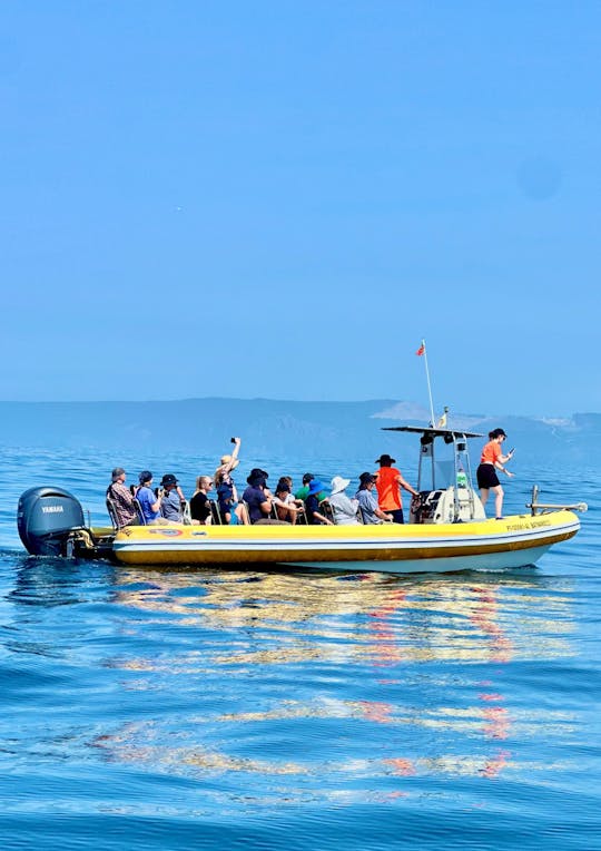 Sesimbra : observation des dauphins