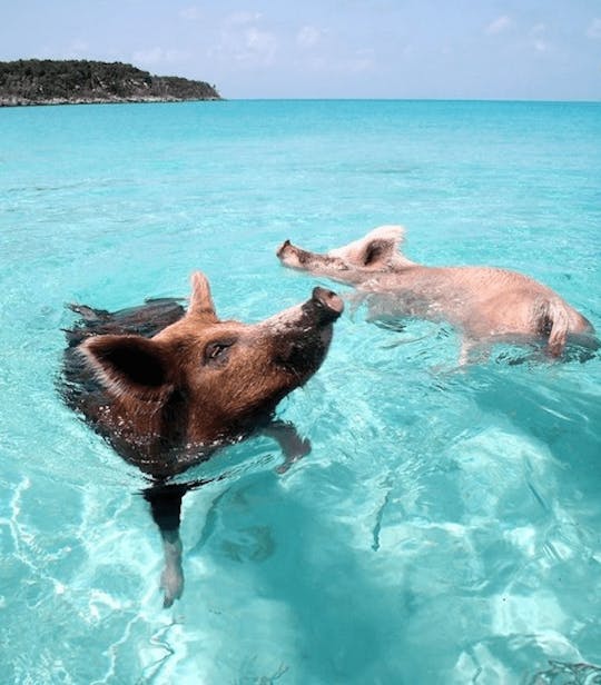 Excursión a las 4 islas de Rose Island, nada con cerdos, tortugas y esnórquel en los arrecifes de coral 