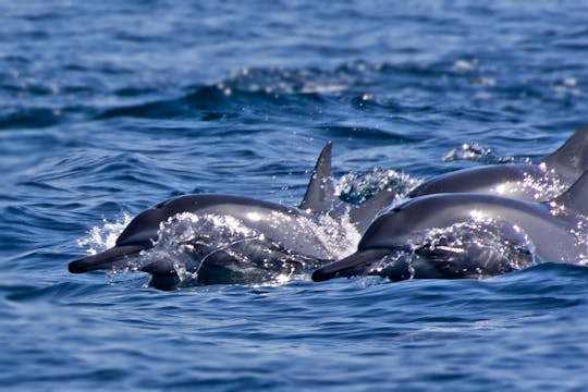 Exclusive boating experience Dolphin watching and snorkeling enhancement