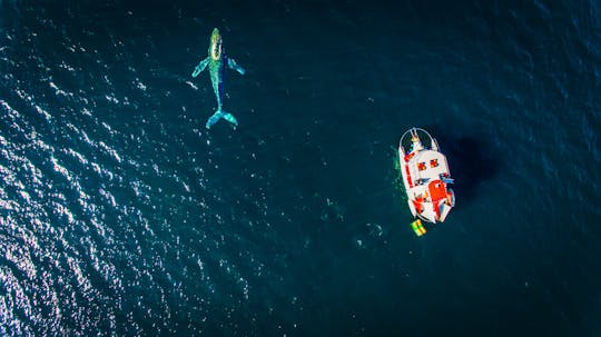 Trimarán personalizado de 65' con toboganes [todo incluido] en Puerto Vallarta, México