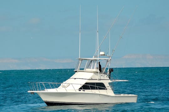 La mejor experiencia de pesca en Cabo San Lucas en nuestro Cabo 35 Flybridge Sport Fisher